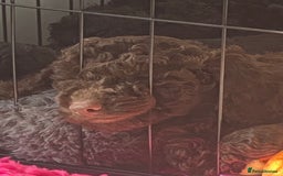 Cockapoo dogs for sale: F1b cockapoo ready to leave now last girl left - Image 16