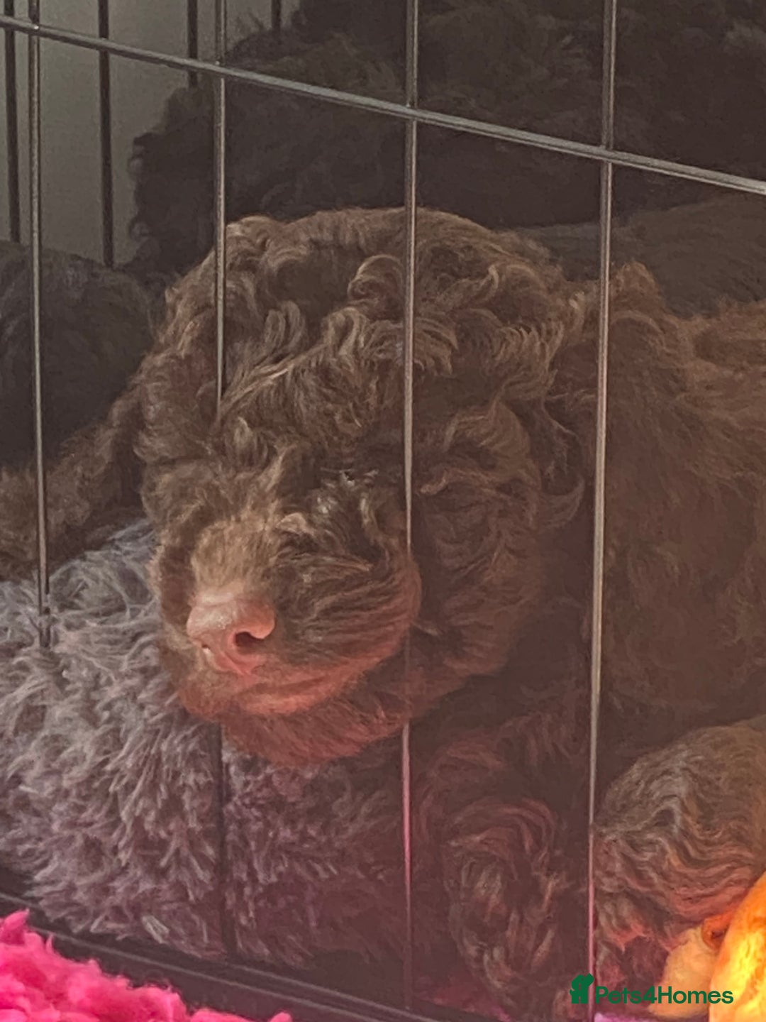 Cockapoo dogs for sale: F1b cockapoo ready to leave now last girl left - Image 16