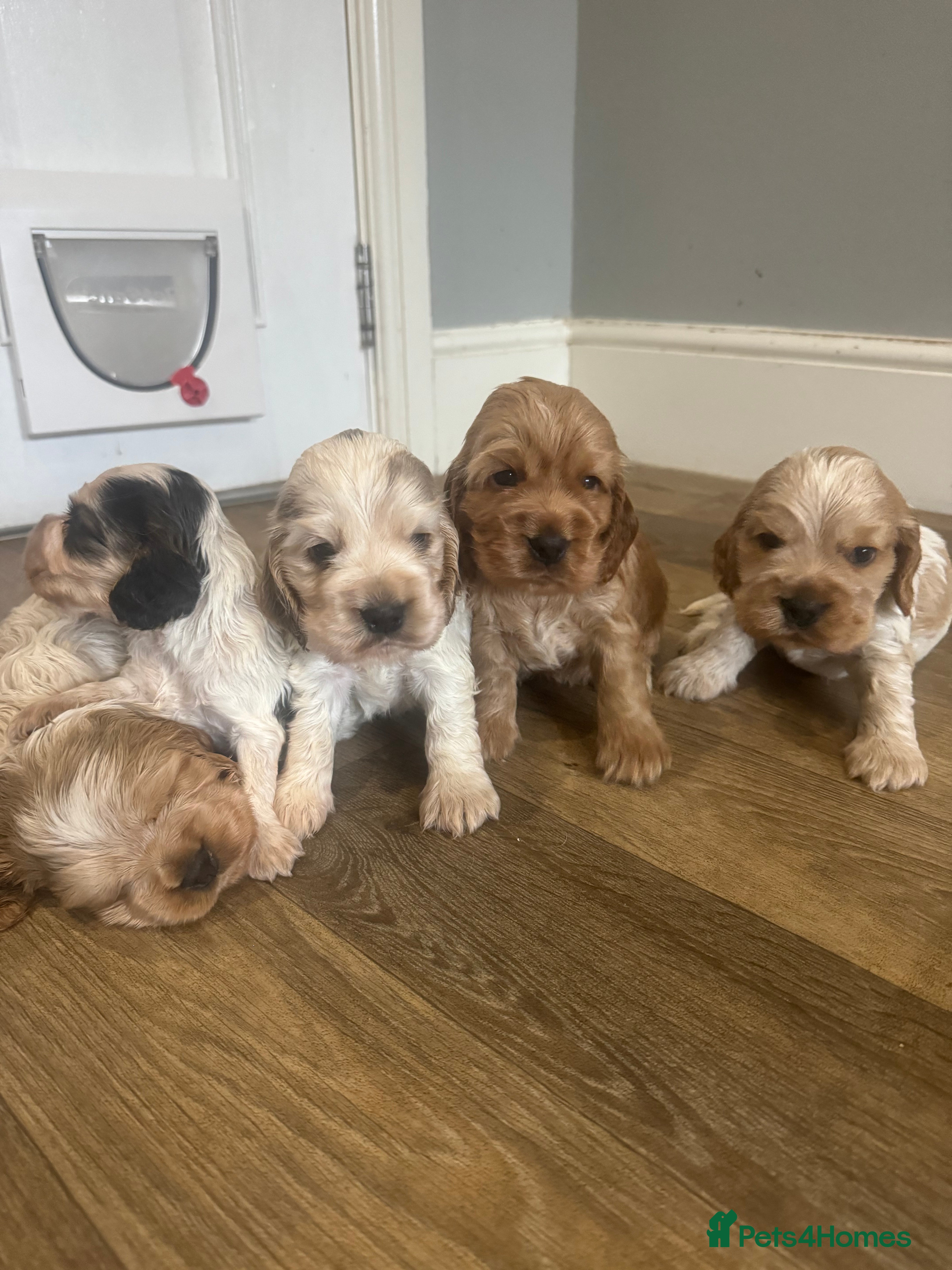 Cocker Spaniel dogs Exceptional litter of Show Type Cocker Spaniels - Advert 1