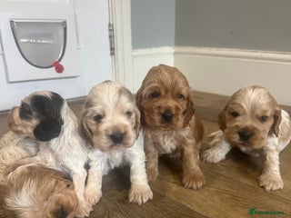 Cocker Spaniel dogs Exceptional litter of Show Type Cocker Spaniels - Advert 15