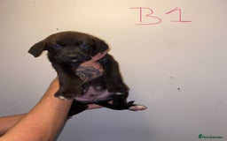 Mixed Breed dogs for sale: 5 lab x staff x collie puppies - Advert 4