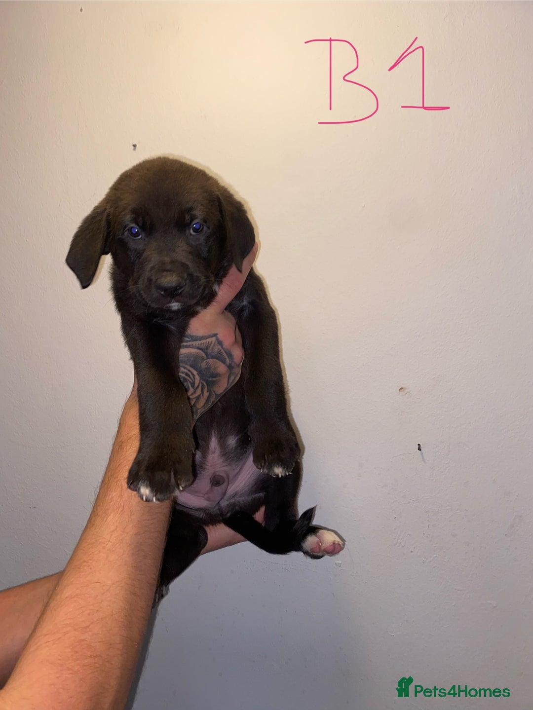 Mixed Breed dogs for sale: 5 lab x staff x collie puppies - Advert 4