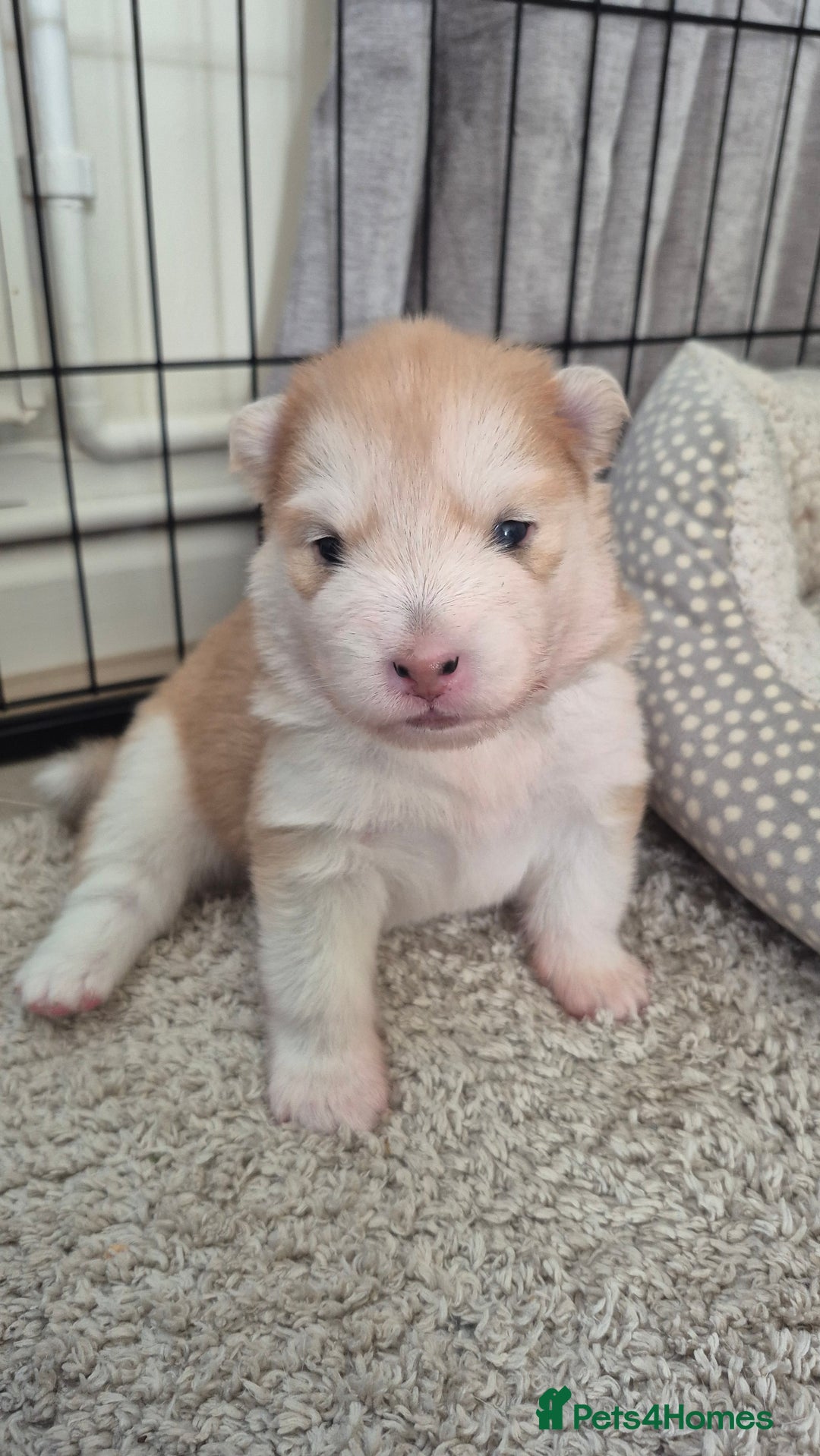 Pomsky dogs for sale: 🐾 New Year Pomsky Puppies – Mini Husky 🐾 - Advert 15