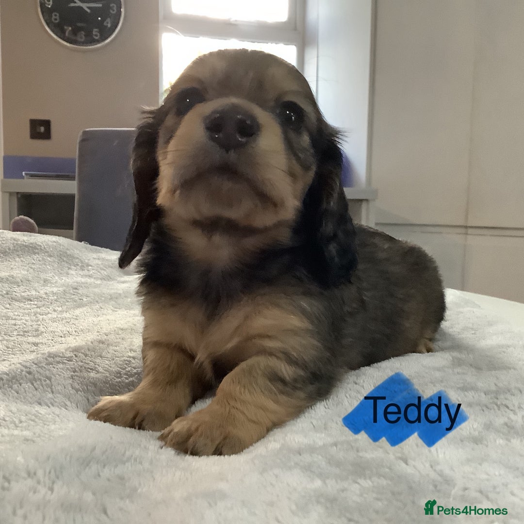 Miniature Dachshund dogs for sale: PRA Clear Mini Longhair Dachshund Pups Cream Red.. - Advert 12