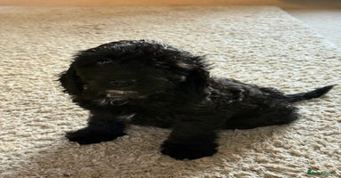 Cockapoo dogs - Advert 10