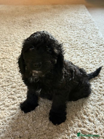 Cockapoo dogs - Advert 4