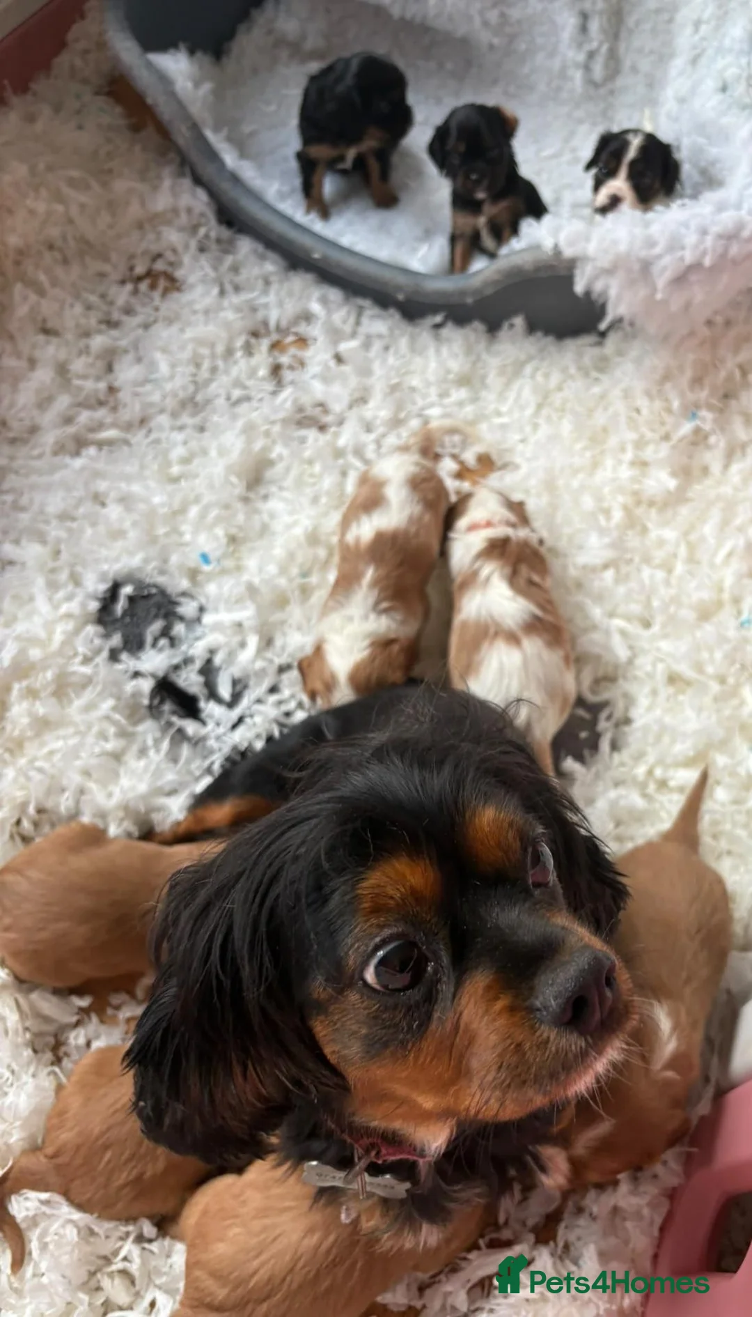 Cavalier King Charles Spaniel dogs for sale: Health Tested KCReg Cavalier King Charles Spaniel - Advert 9