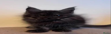 Maine Coon 4