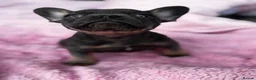 French Bulldog dogs for sale: Beautiful female - Advert 3