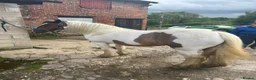 Irish Cob horses for sale: 13h Cob mare - amazing child's pony in Stockport - Advert 9