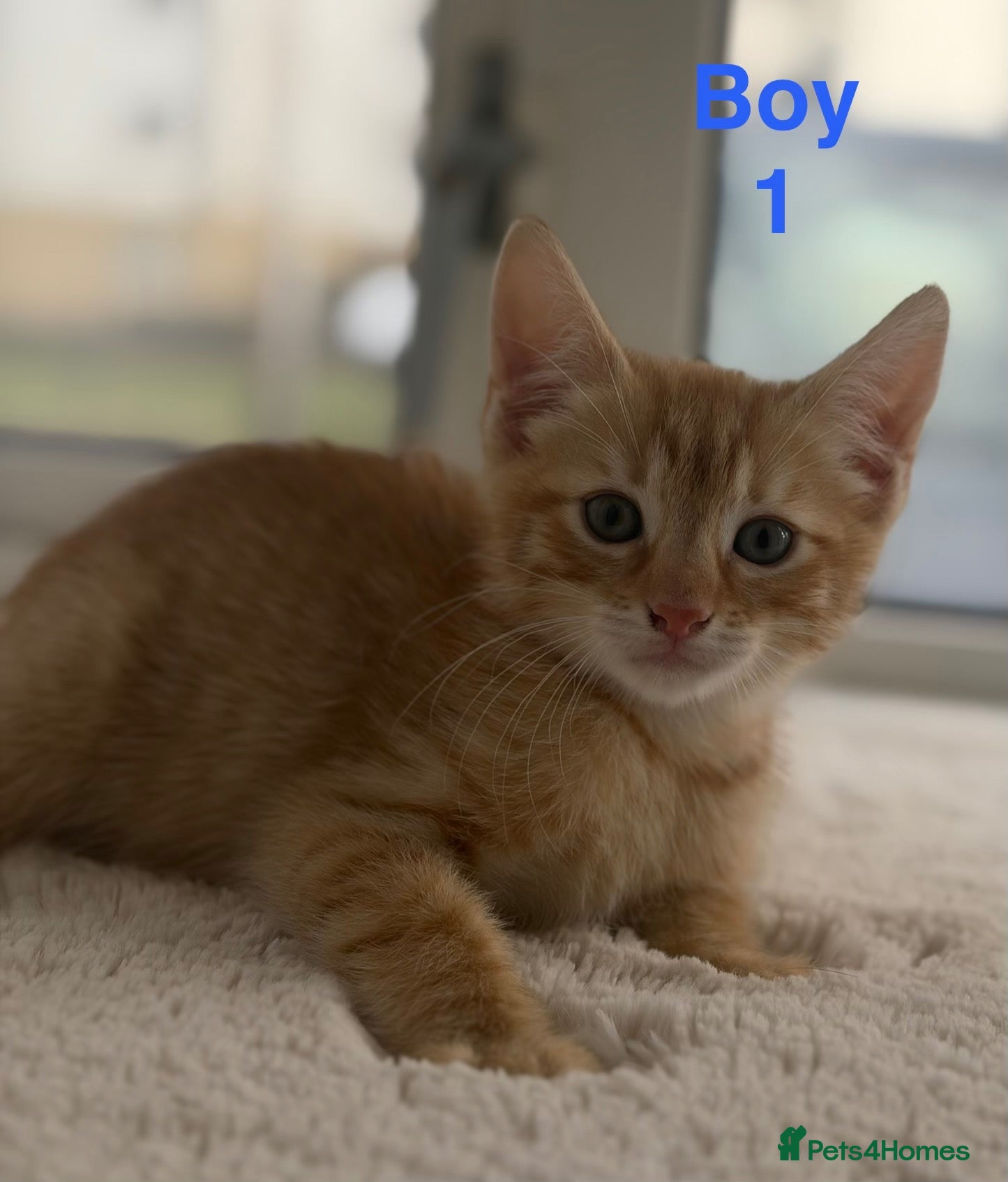 Mixed Breed cats Kittens looking for a lovely family  - Advert 1