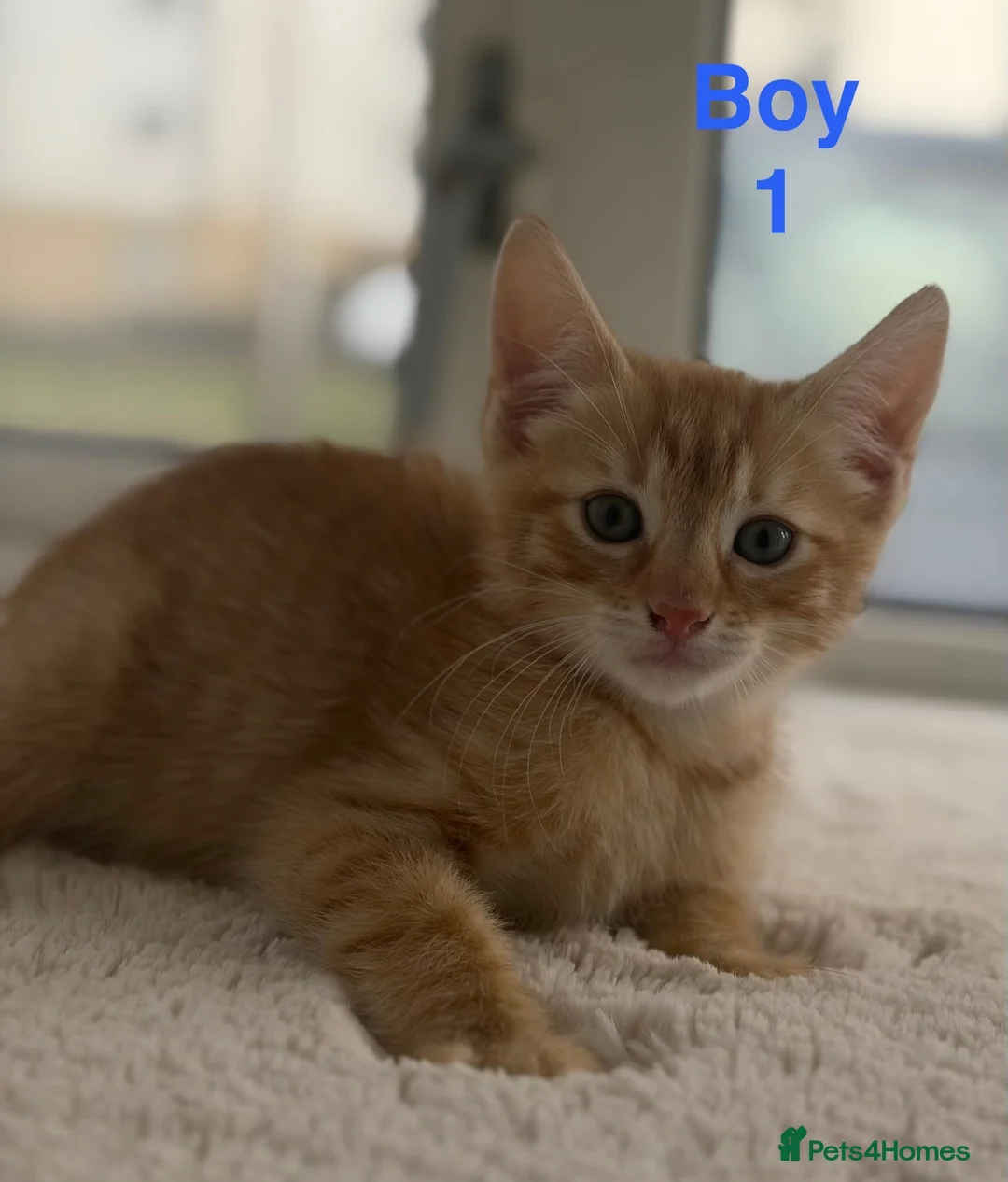 Mixed Breed cats for sale: Kittens looking for a lovely family  - Advert 1