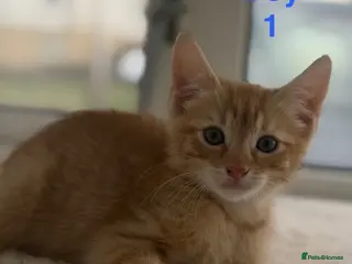 Mixed Breed cats Kittens looking for a lovely family - Advert 3