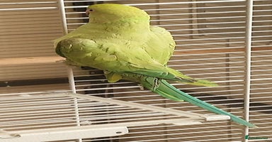 Parakeets birds - Advert 7