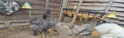 Chickens poultry for sale: Dark Grey 11 week old Silkie chick - Advert 2