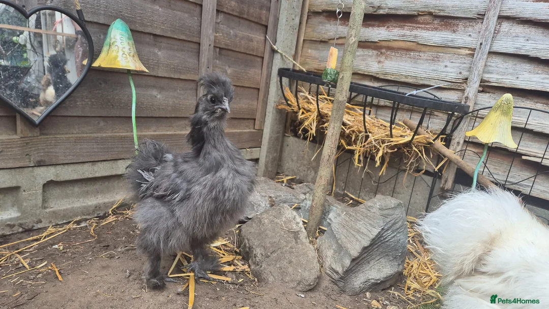 Chickens poultry for sale: Dark Grey 11 week old Silkie chick - Advert 2