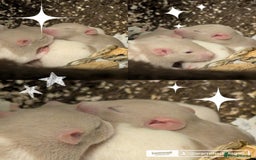 Rat rodents for sale: Fancy rat pups male and female available - Image 2
