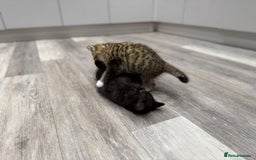Persian cats for sale: Persian mix kittens for sale  - Image 3