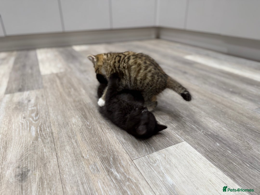 Persian cats for sale: Persian mix kittens for sale  - Image 3
