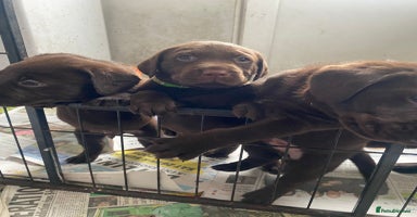 Labrador Retriever dogs - Advert 7