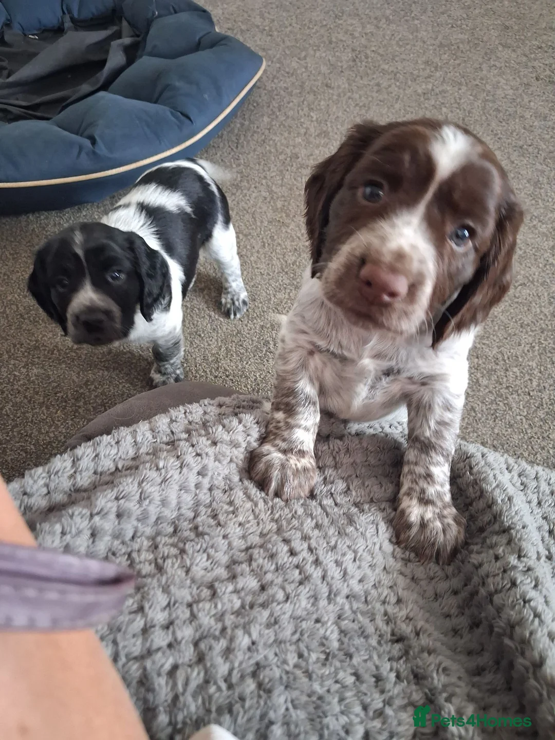 Cocker Spaniel dogs for sale: GORGEOUS WORKING BREED COCKER SPANIEL PUPS  in Truro - Advert 1
