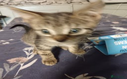Mixed Breed cats for sale: Beautiful little tabby kitten male - Image 1