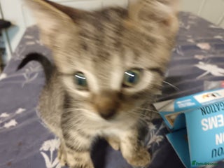 Mixed Breed cats - Advert 13