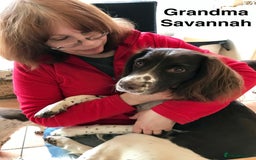 English Springer Spaniel dogs for sale: 5th Gen Springers: Purebred, 7th litter, 36 total - Image 19