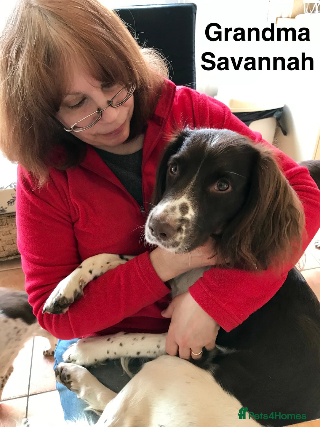 English Springer Spaniel dogs for sale: 5th Gen Springers: Purebred, 7th litter, 36 total - Image 19