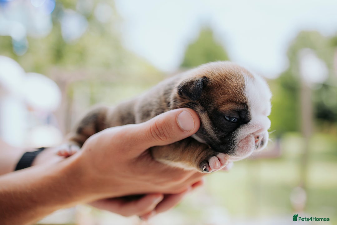 English Bulldog dogs for sale: Stunning litter of  English bulldog puppies - Image 18