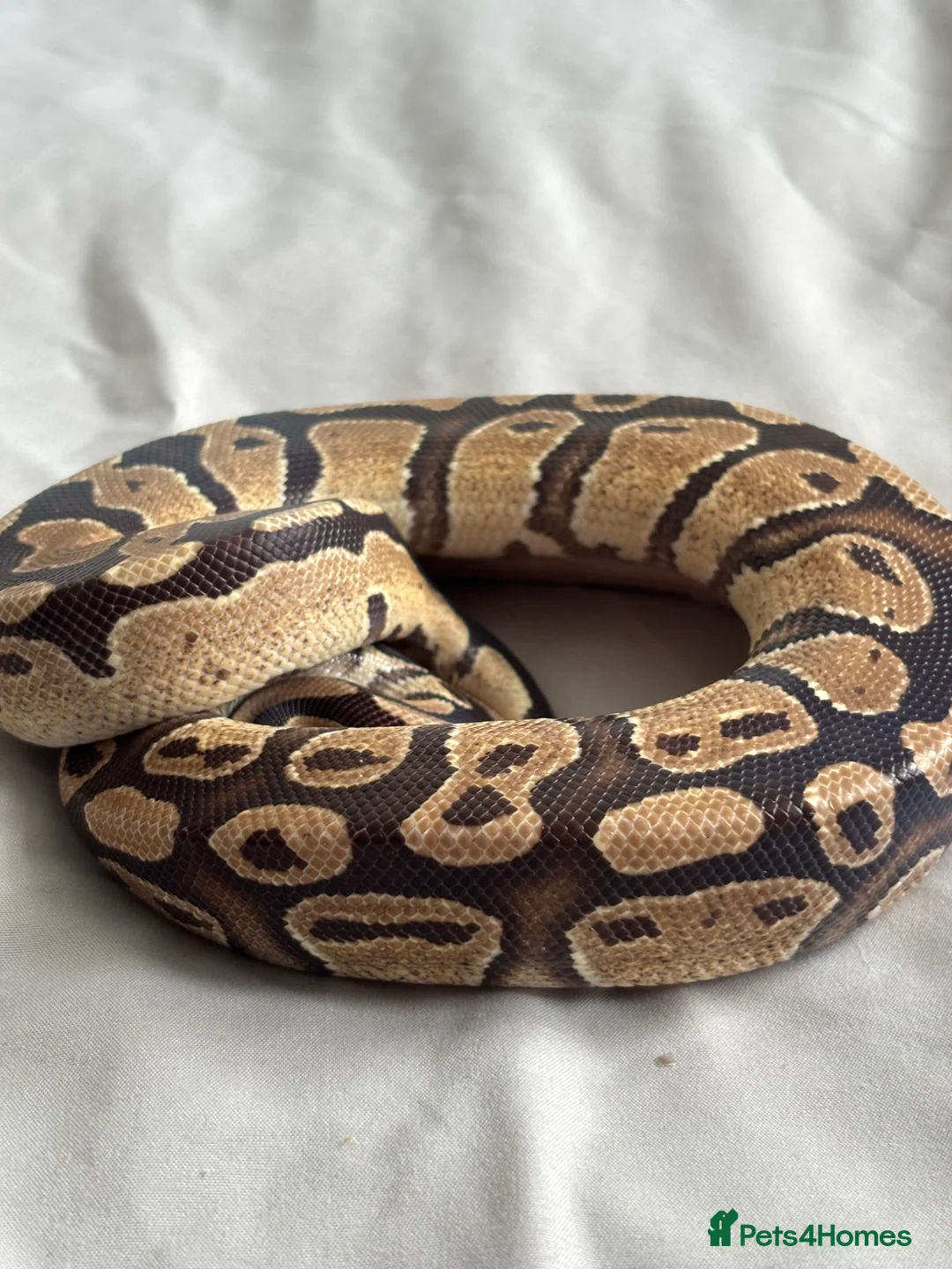 Python Snake reptiles for sale: Young Ball pythons  - Advert 10