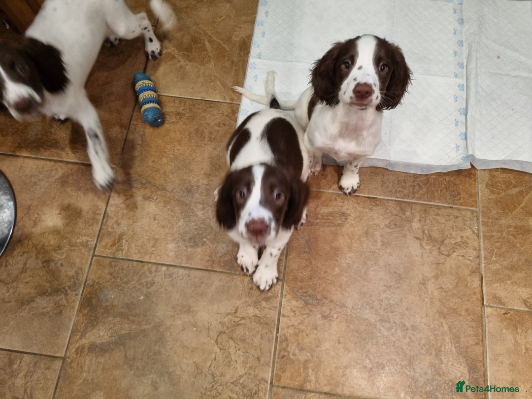 English Springer Spaniel dogs for sale: English springer spaniel puppies  - Image 37