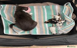 British Shorthair cats for sale: 4 Kittens for sale - Image 25