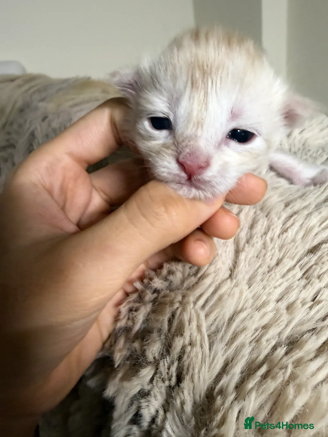 Maine Coon cats for sale: Purebred Adorable Maine Coon Kittens Available - Advert 14