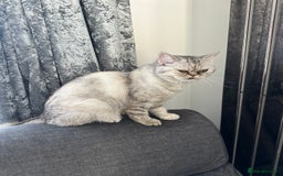 Mixed Breed cats for sale: Rare Female Persian X British Shorthair Cat - Image 6