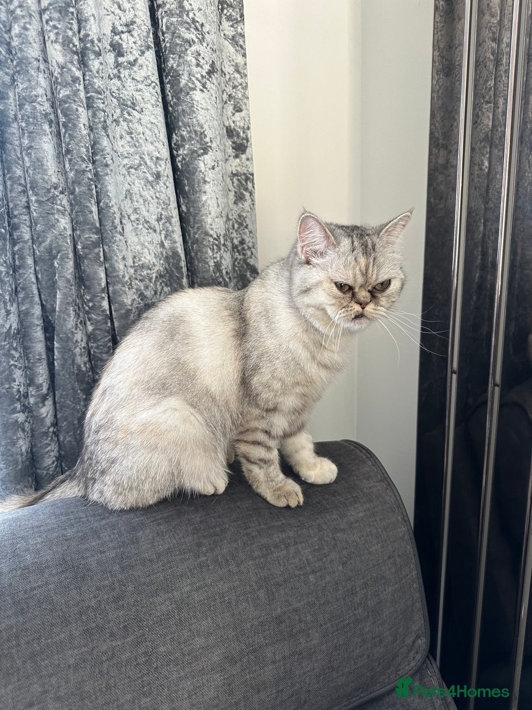 Mixed Breed cats for sale: Rare Female Persian X British Shorthair Cat - Image 6