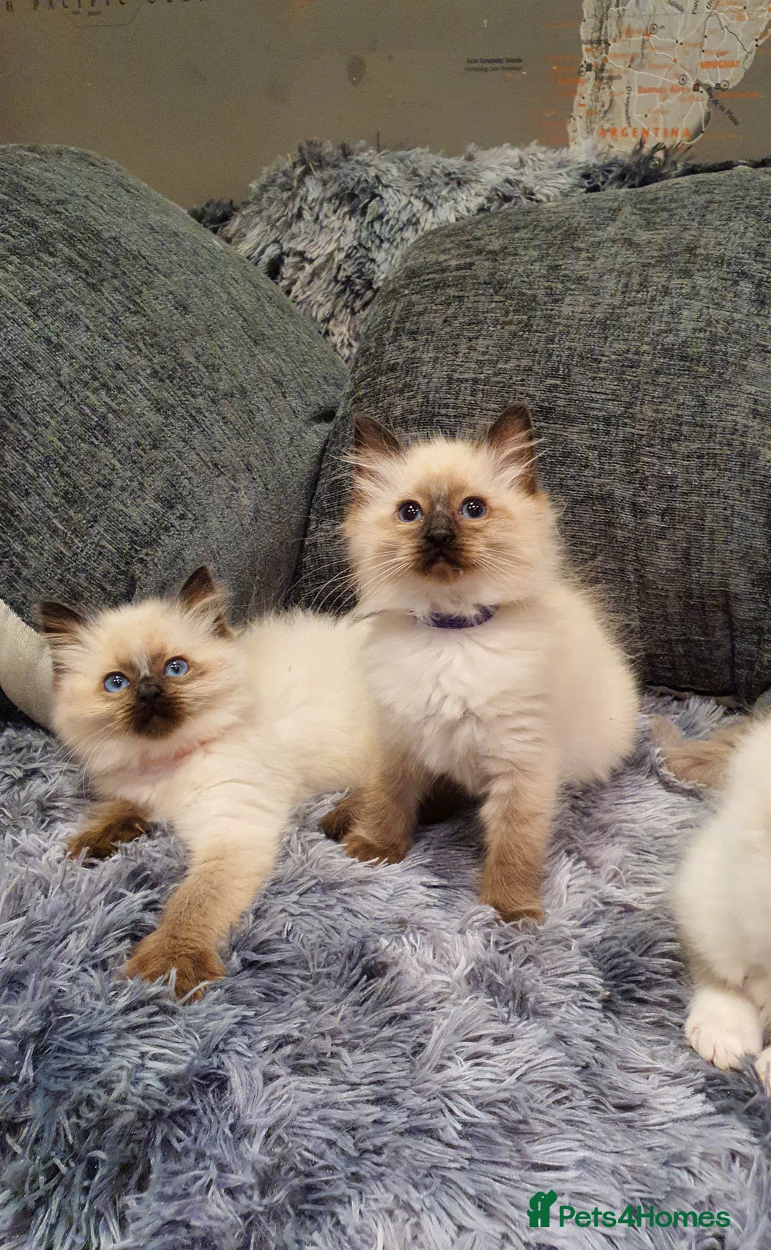 Ragdoll cats for sale: 💖Beautiful GCCF Registered Ragdoll Kittens💖 - Advert 4