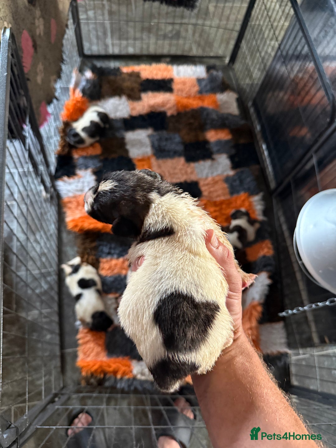 Pyrenean Mastiff dogs for sale: KC registered Pyrenean Mastiffs - Image 10