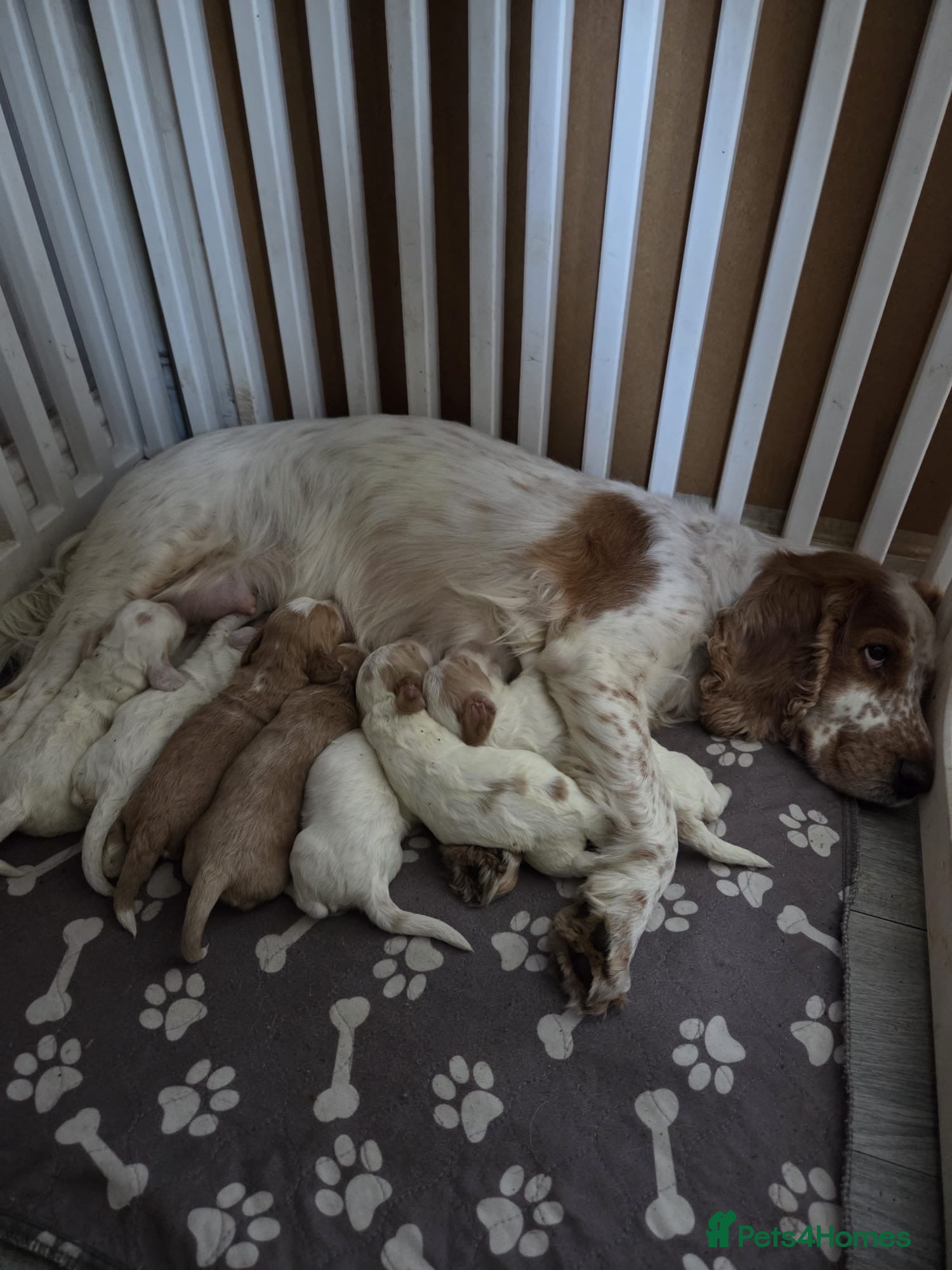 Cockapoo dogs Beautiful cockapoo’s  - Advert 8