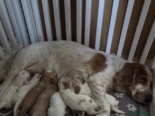 Cockapoo dogs Beautiful cockapoo’s - Advert 8