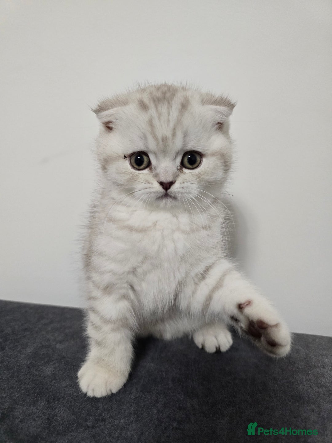 Scottish Fold cats for sale: 🐾Scottish Fold/Scottish Straight Kittens for Sale - Advert 5