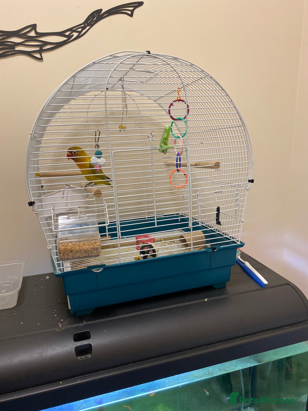 Lovebirds birds for sale: Lovebird  - Image 5