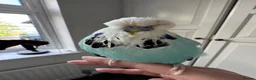 Budgerigars birds for sale: Stunning Super Tame Male Exhibition Budgie - Advert 4