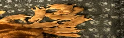 Golden Retriever dogs for sale: ⭐ Dark, DNA, KC Reg Golden Retrievers ⭐ - Advert 3