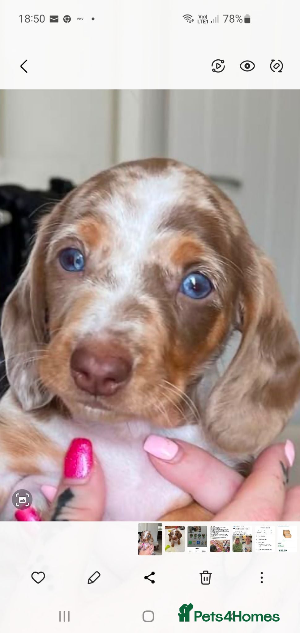 Dachshund dogs Miniature Dacshund  - Advert 6