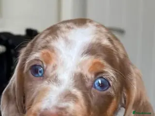 Dachshund dogs Miniature Dacshund - Advert 6