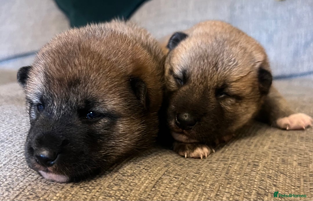 Japanese Shiba Inu dogs for sale: K.C reg Japanese Shiba Inu Puppies - Image 7