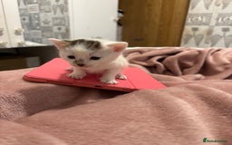Domestic Shorthair cats for sale: New kittens available now - Image 2