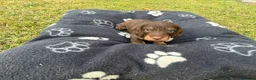 Dachshund dogs for sale: KC Regestered Teckel puppies in Cardiff - Advert 8