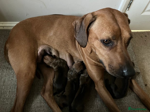 Ridgeback Rhodesian Ridgeback puppies for sale | Pets4Homes